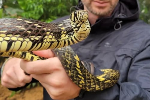 Vídeo mostra caninana enrolada em pescoço; essa foi a reação da cobra mais rápida do Brasil