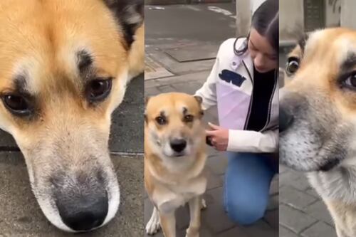 Aberração: cãozinho foi vítima de abuso sexual por homem, “sua carinha de tristeza”