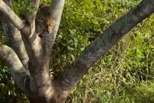 Vídeo flagra onça-pintada ‘voadora’ que se esconde e tenta aplicar ataque mortal em jacaré no Pantanal
