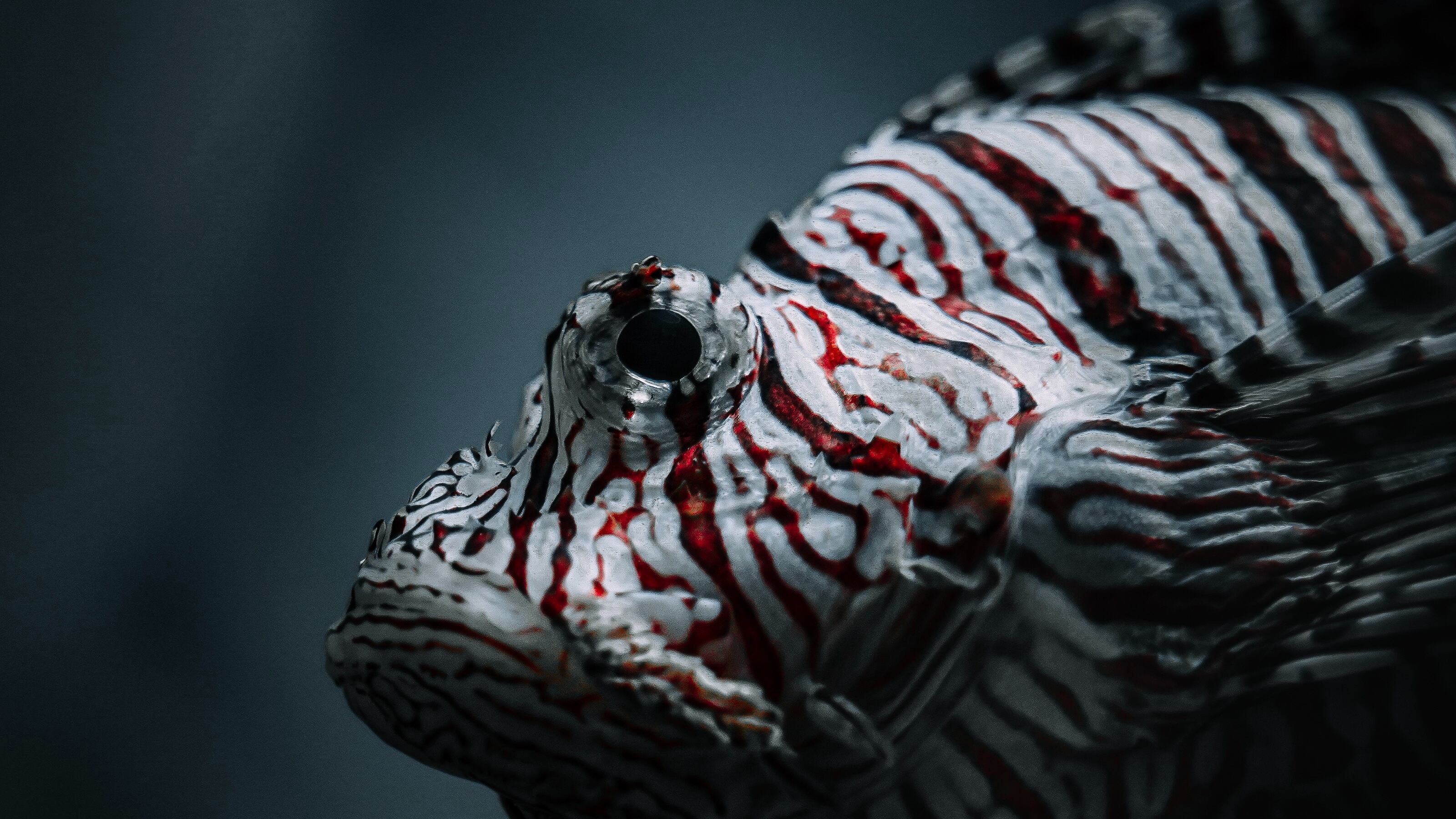 Peixe branco com listras vermelhas