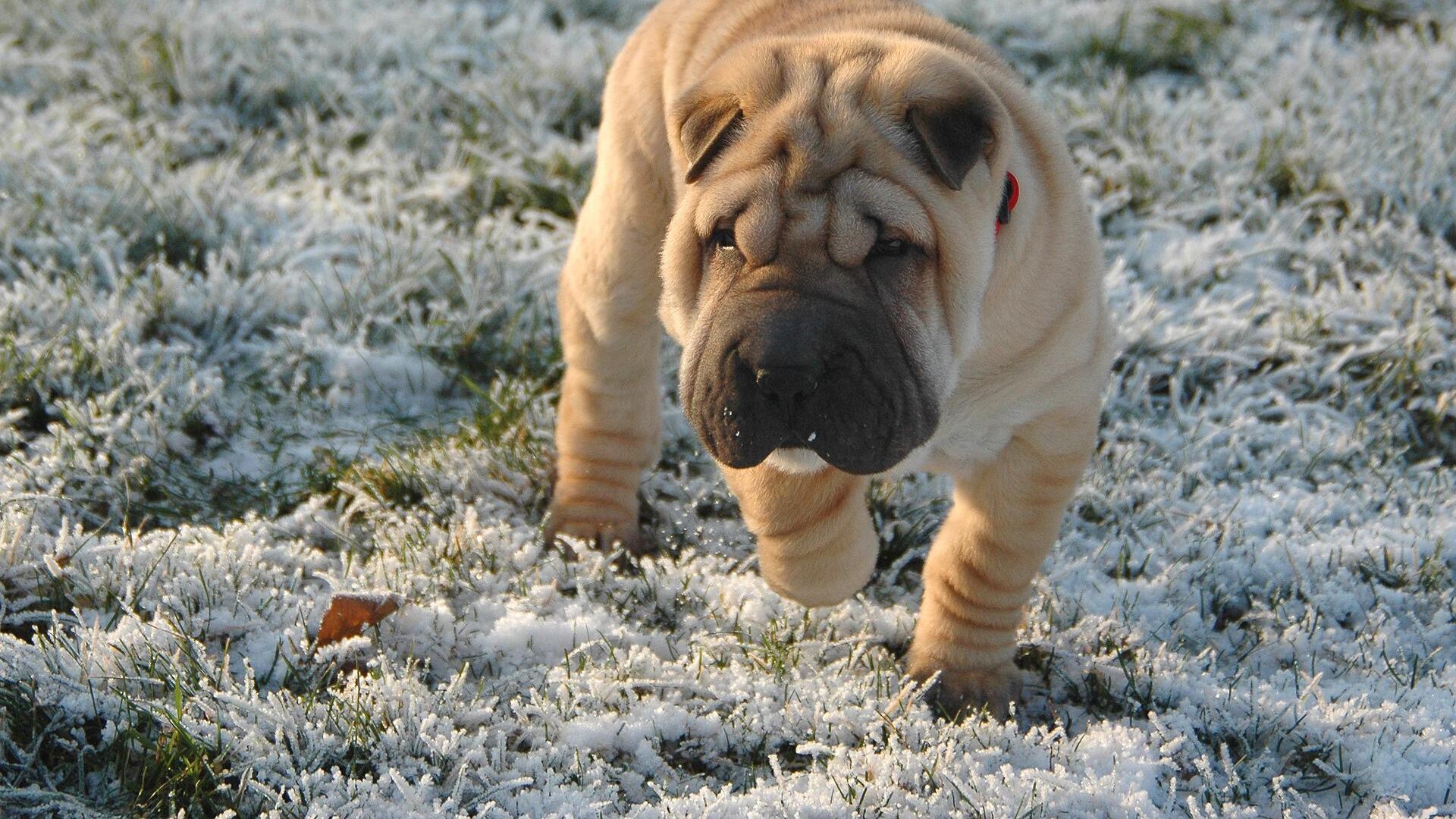 Cão Shar Pei