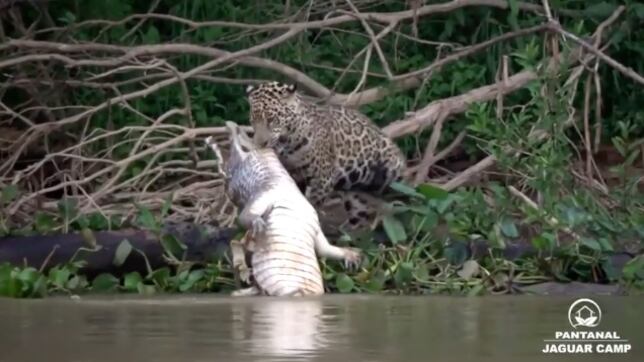 Registro viralizou nas redes sociais recentemente.