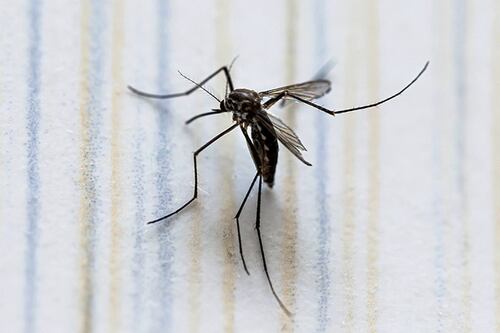 São Paulo tem primeira morte por dengue no ano