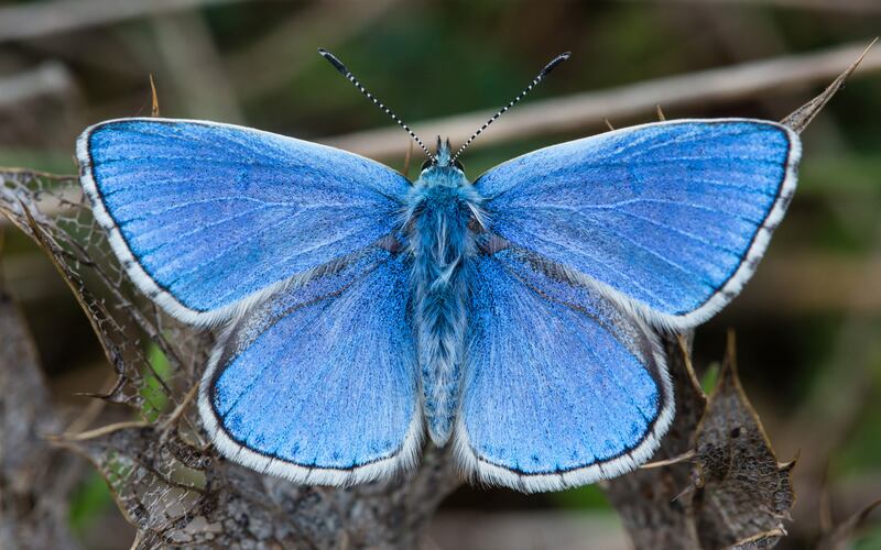 Polyommatus atlantica