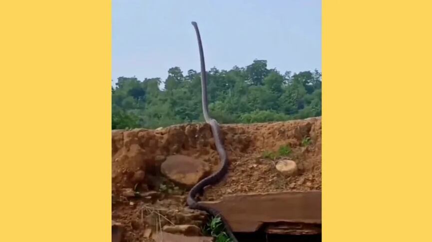 Cobra levantando o corpo do chão.