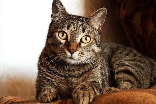 Está procurando um nome para o seu gato? Aqui estão os melhores com seus significados