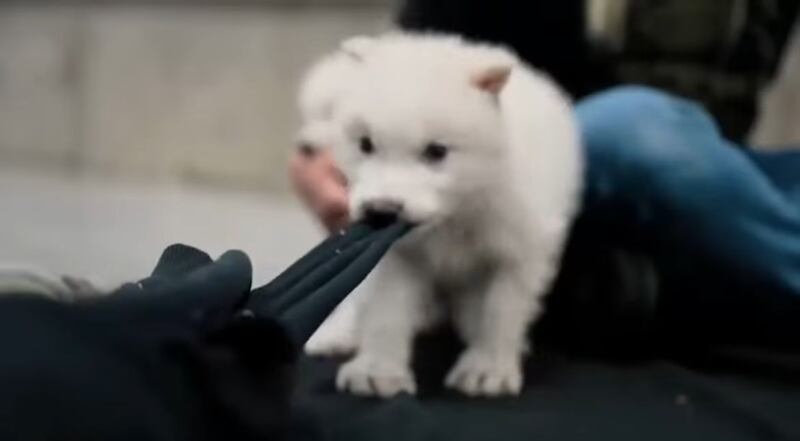 ¡El lobo terrible ha vuelto!
Colossal Biosciences revive una especie extinta hace más de 10 mil años. Rómulo y Remo son los primeros de su clase.