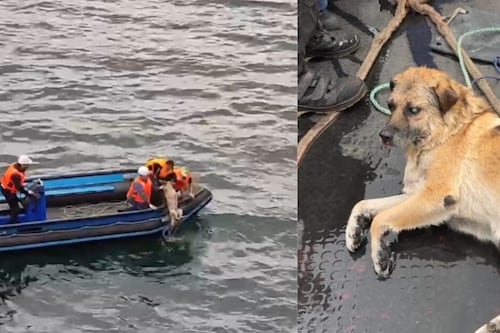 A história de Cachupín, o cachorrinho cego resgatado por marinheiros russos nas águas de Talcahuano