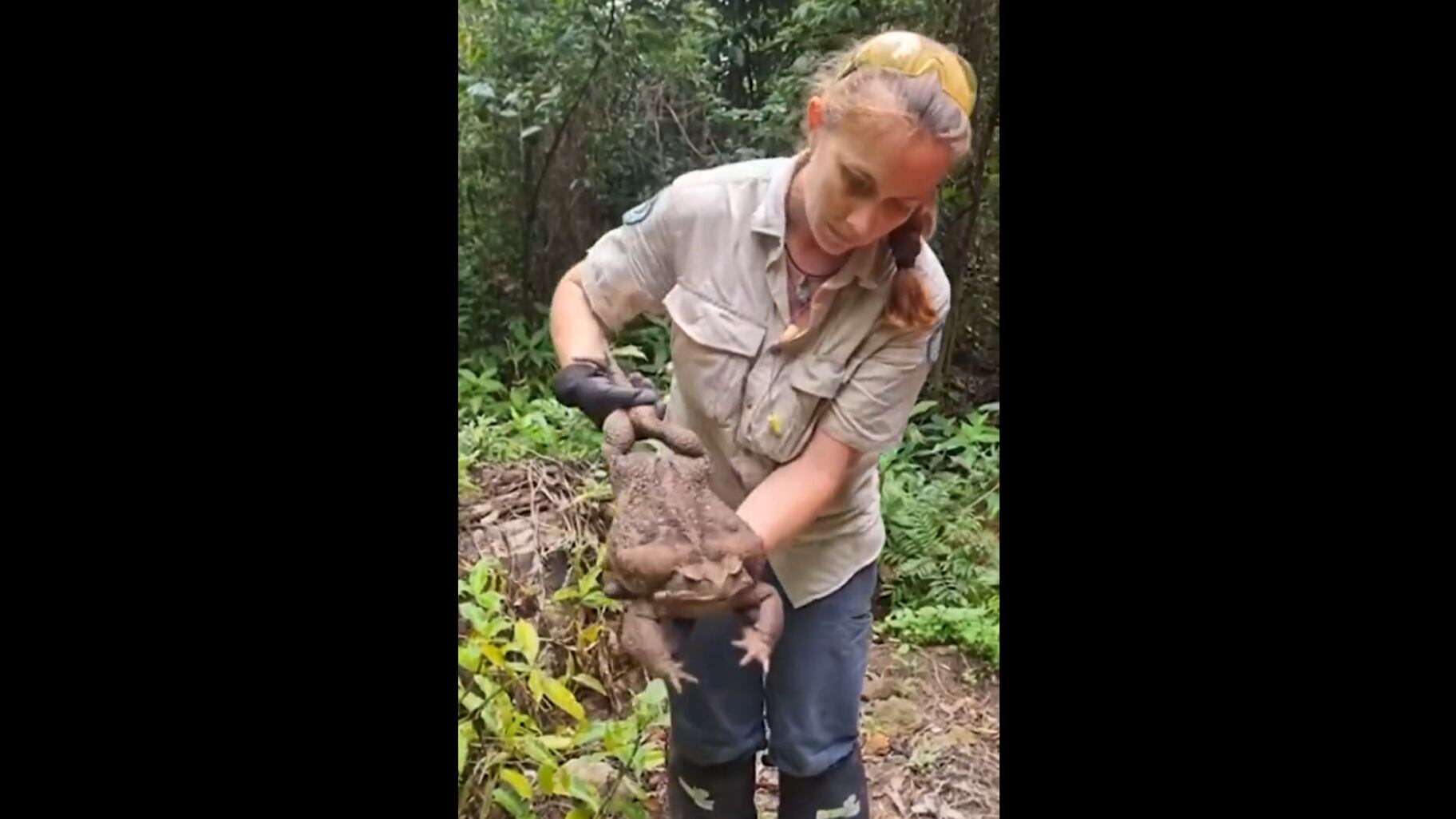 “Desse tamanho come qualquer coisa que caiba em sua boca”, disse a guarda florestal que encontrou o anfíbio