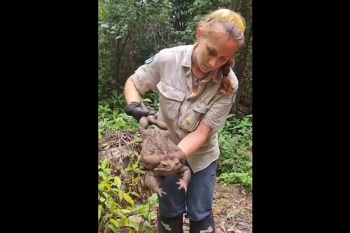 Sapo ‘monstro’ de 2,7 kg é encontrado e isso é o que se sabe desta história