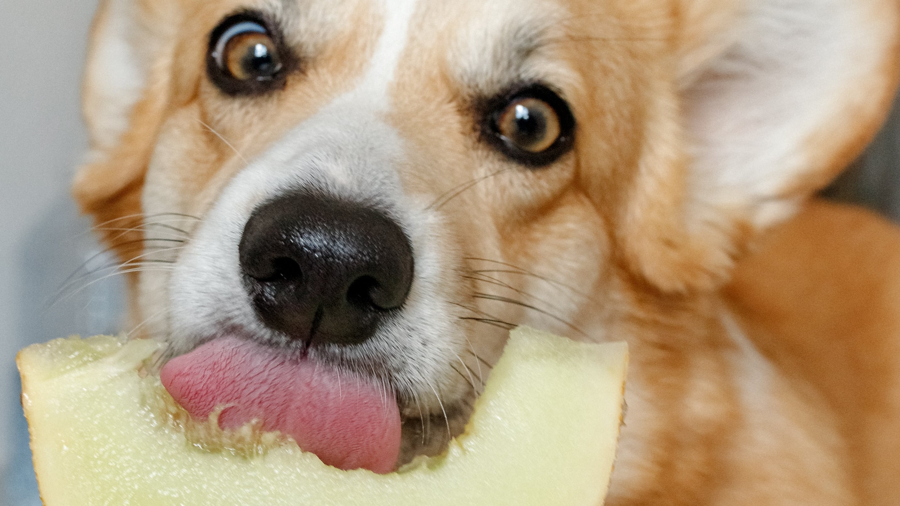 Saiba quais frutas o seu cachorro PODE comer