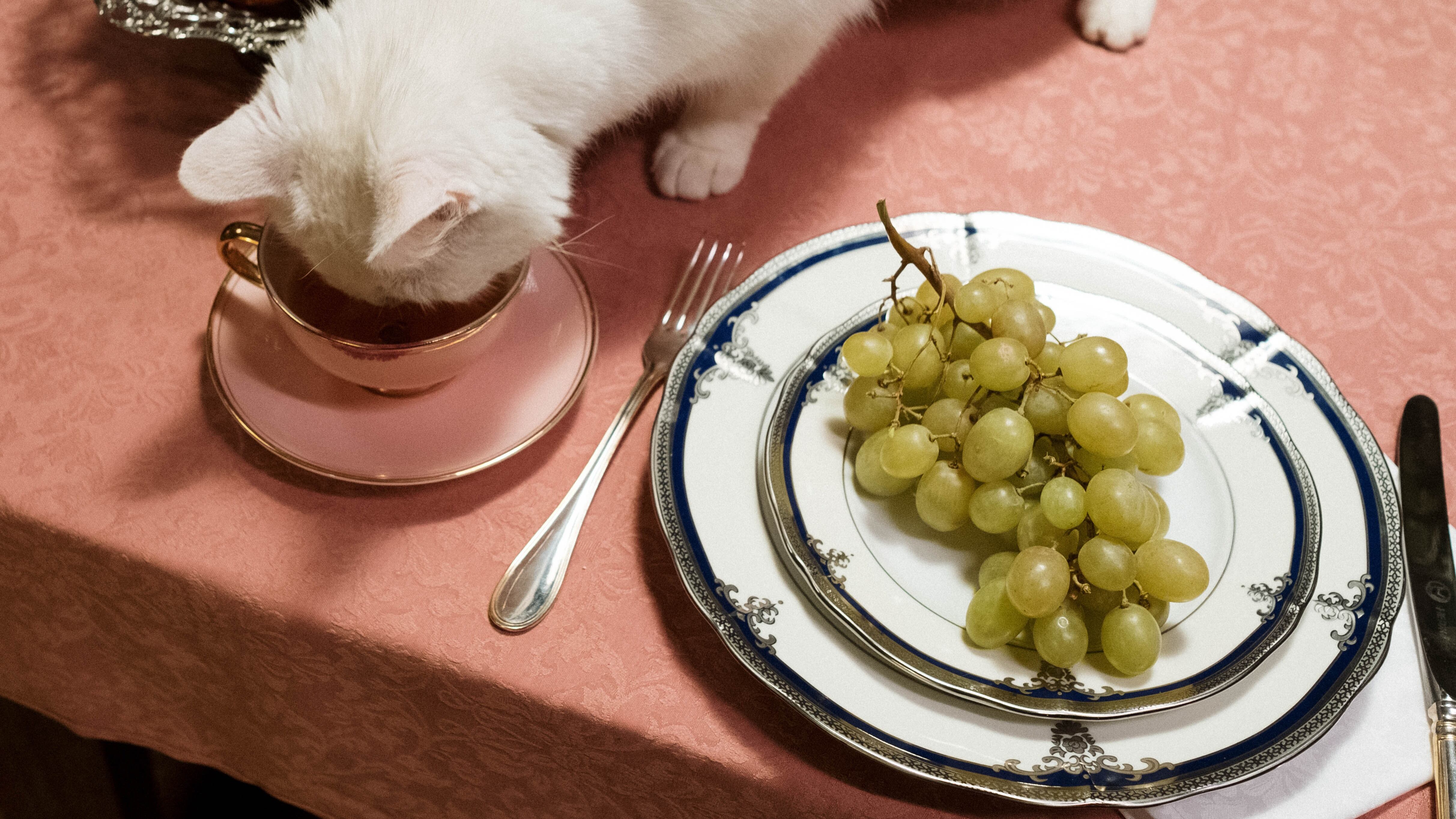 Gato em cima da mesa de jantar