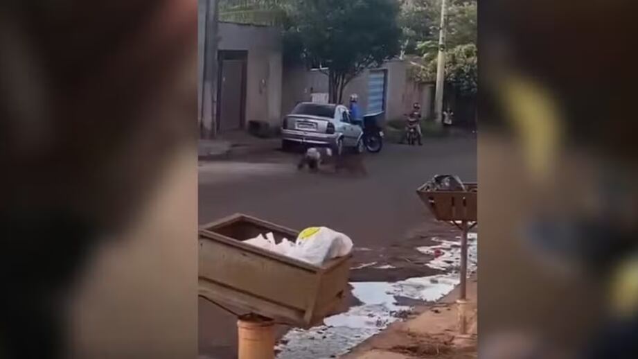 Pit bull ataca tutor