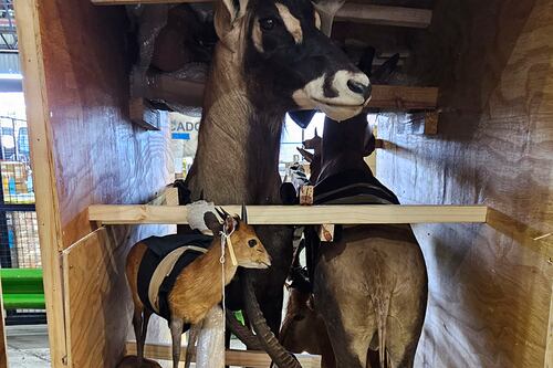 Interpol dá golpe no tráfico de animais em 133 países