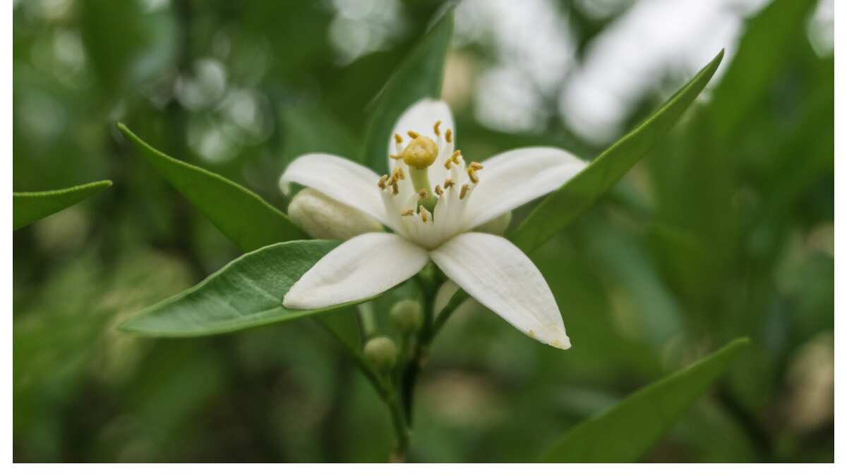 5 plantas que son perfectas para atraer la fortuna y que son ideales para regalar