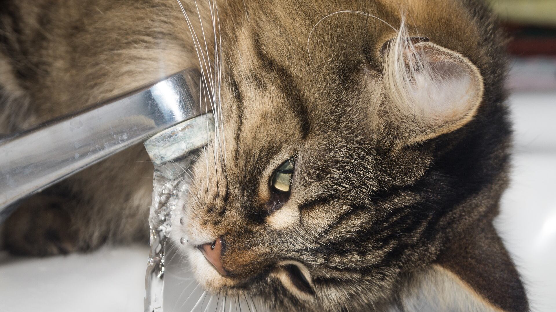 Gato bebendo muita água? Veja se isso é normal