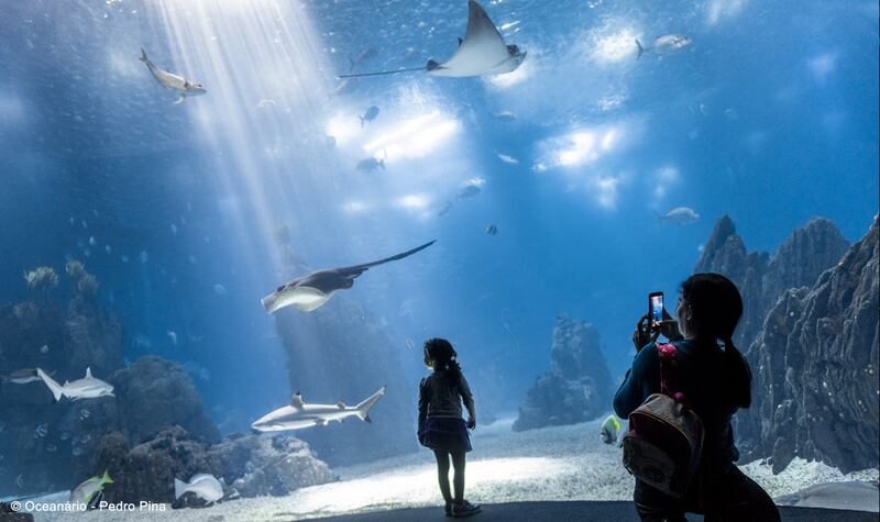 Oceanário Pedro Pina - Foto: Reprodução