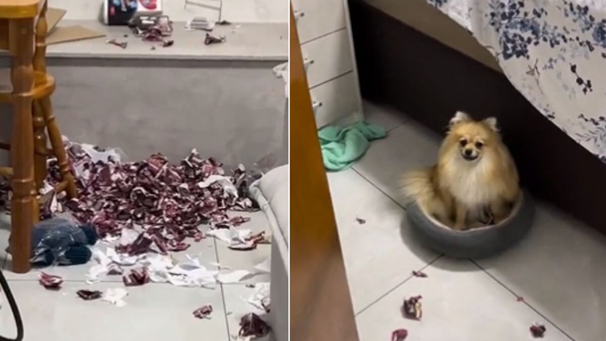 Cachorro viraliza ao destruir cerca de 250 pacotes de figurinhas da Copa