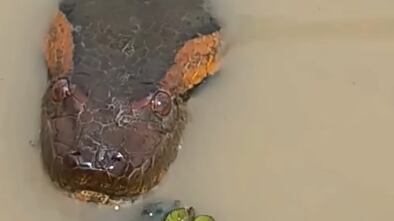 Homem flagra cobra gigante