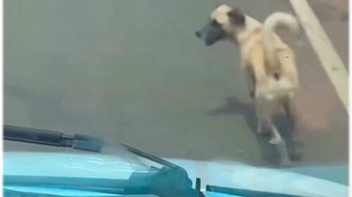 Cão acompanha ambulância em Juazeiro, no Ceará