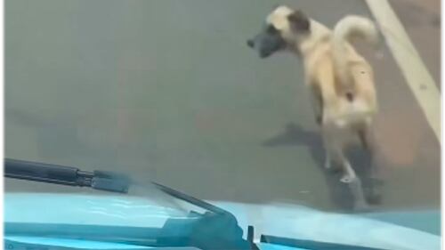 Cão acompanha ambulância em Juazeiro, no Ceará