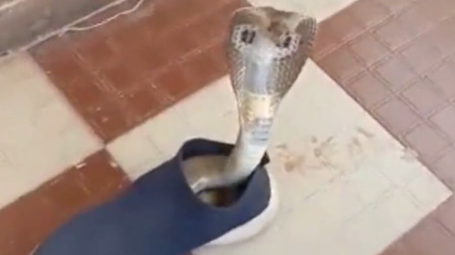 Cobra-rei dentro de sapato.