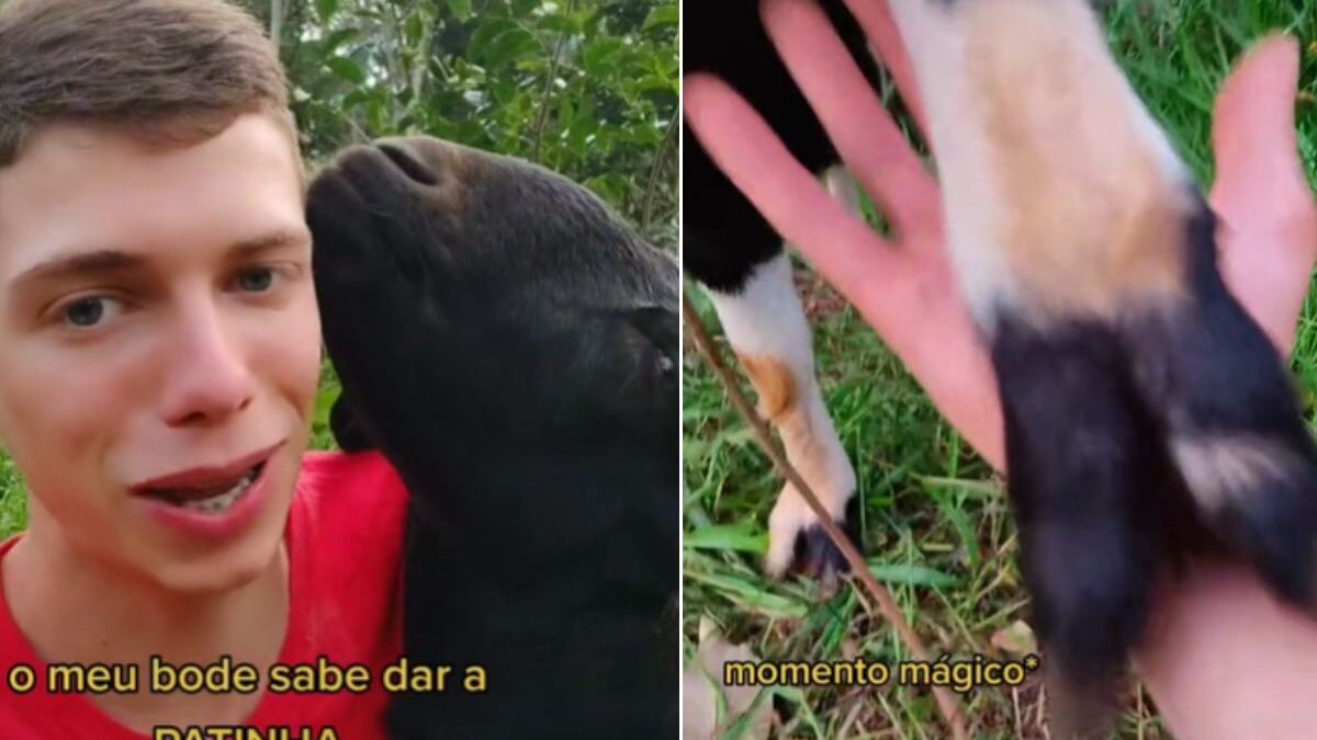Jovem viraliza com vídeos ao lado de animais da fazenda