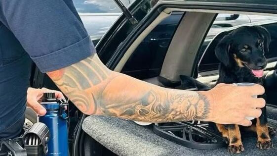 Homem é preso após deixar cachorro trancado em carro exposto ao sol em Botucatu–SP