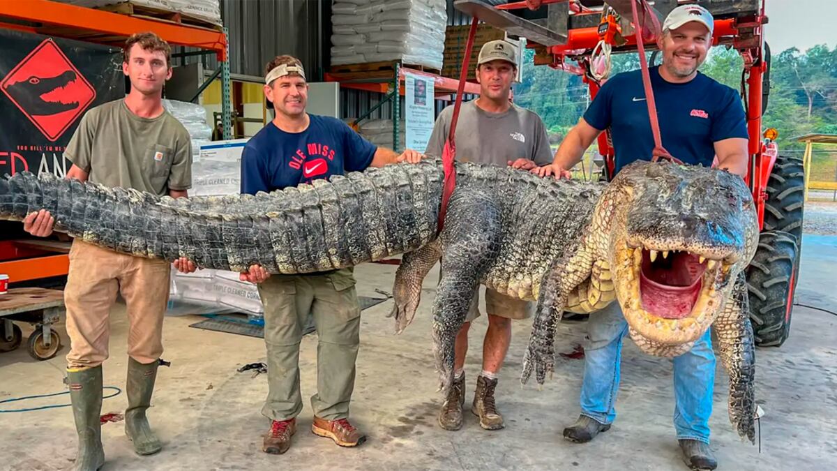 Crocodilo gigante capturado no Mississippi