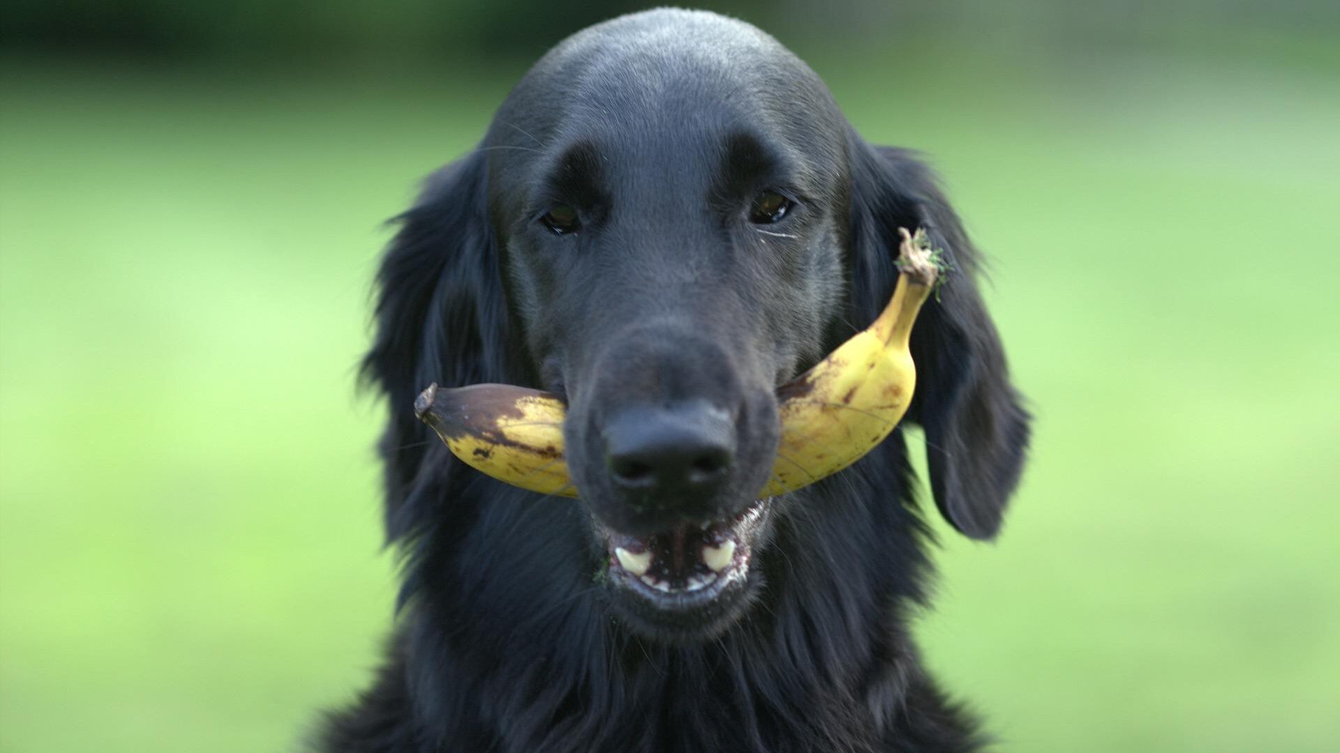Cachorro com banana na boca