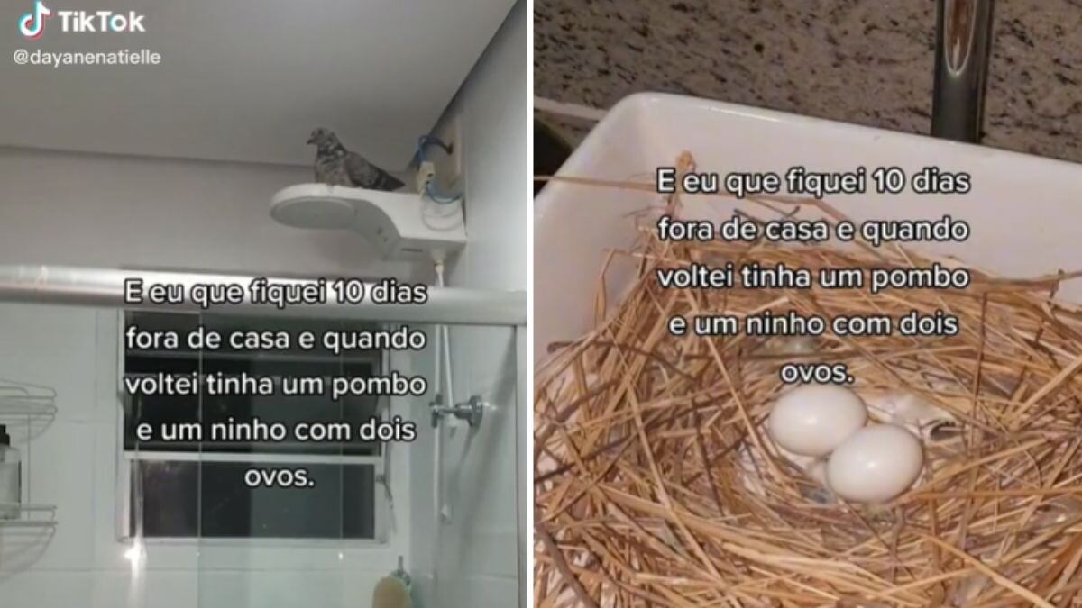 Mulher se depara com ninho de pombos no banheiro