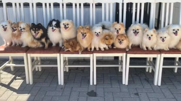 Lulus-da-pomerânia protagonizam fuga divertida em SC