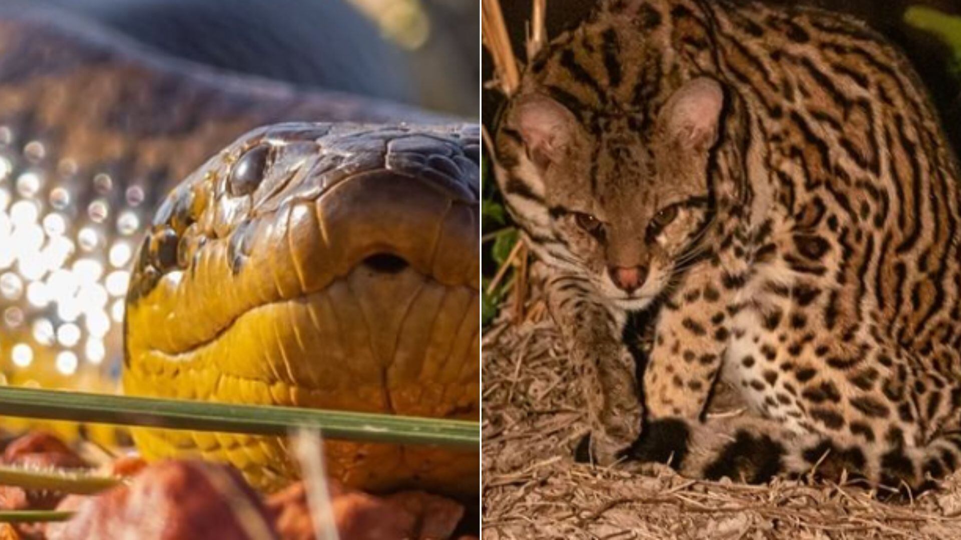 Sucuri e jaguatirica.