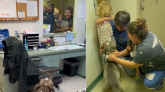 Cachorro desaparecido reencontra família após 10 meses