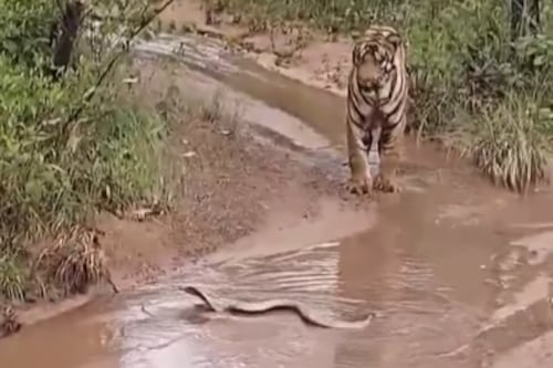 Vídeo flagra o momento em que tigre recua e evita atacar uma serpente venenosa na natureza