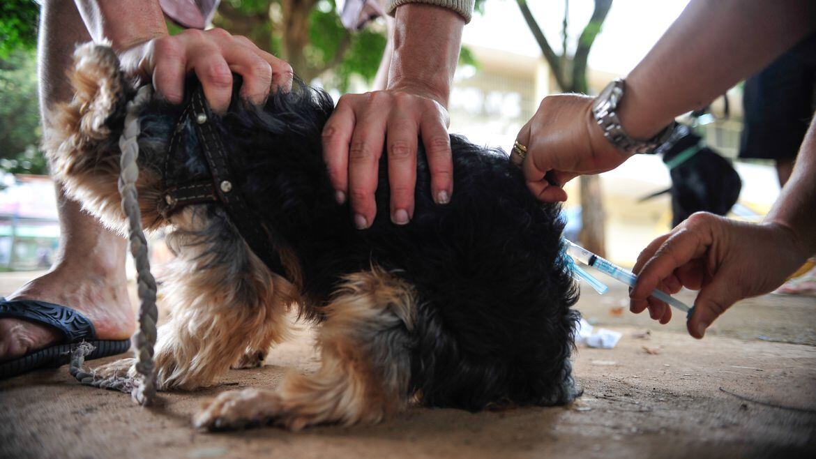 último registro tinha ocorrido há 40 anos