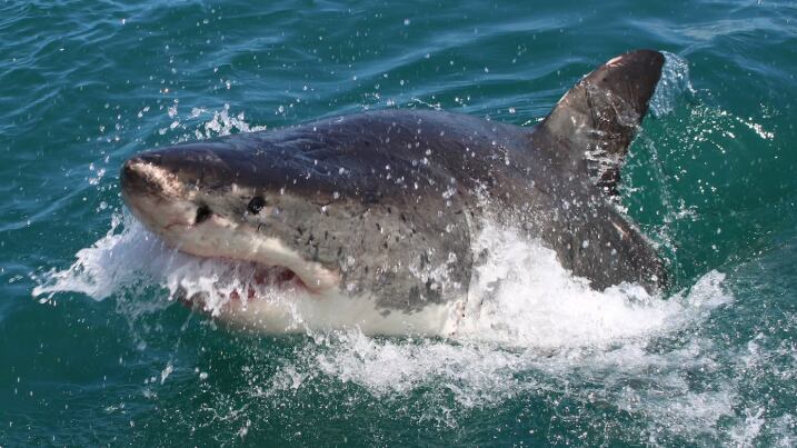 Pescador trava luta de 35 minutos após fisgar tubarão-branco na Carolina do Norte