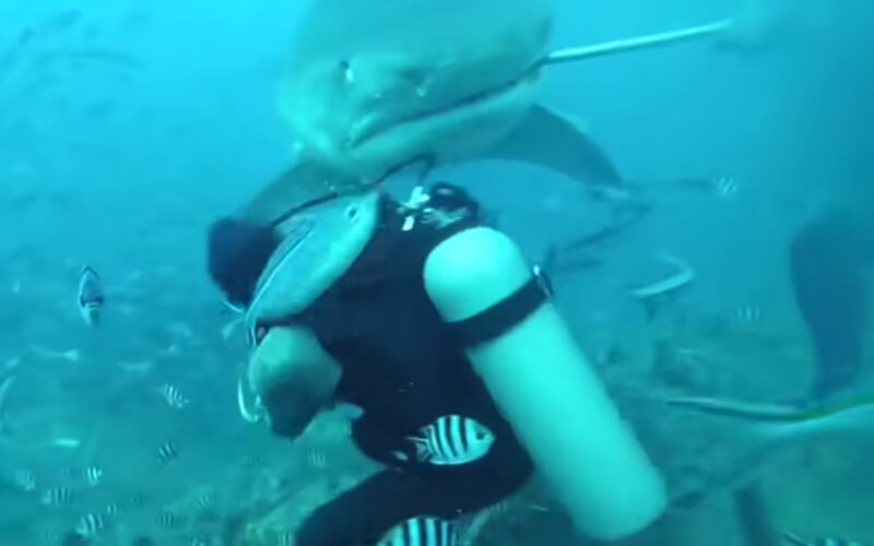 Vídeo registra momento em que tubarão de quase 5m tenta morder cabeça de mergulhador; assista