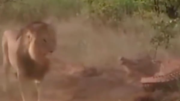 Vídeo flagra batalha selvagem entre leões e crocodilo em safári; assista   
