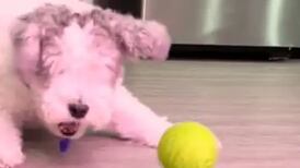 Craque em superação: cão cego viraliza ao mostrar que tem domínio da bola nas patas