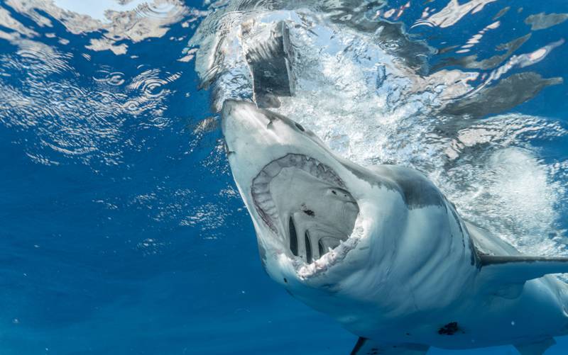 Tubarão. Imagem do Pexels