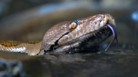 Vídeo choca ao mostrar ‘anaconda fugitiva’ encontrada enrolada em animal