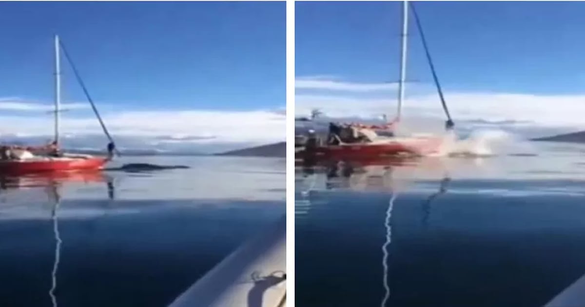 una ballena fue atropellada tras ser perseguida por una lancha;  La tripulación «solo ríe» – metro world news Brasil
