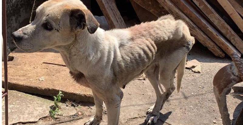 Cachorra vítima de maus-tratos foi resgatada em Capão Bonito, SP