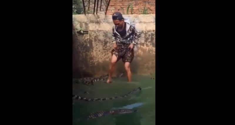 Em vídeo intrigante, homem se arrisca e entra em tanque repleto de crocodilos; assista
