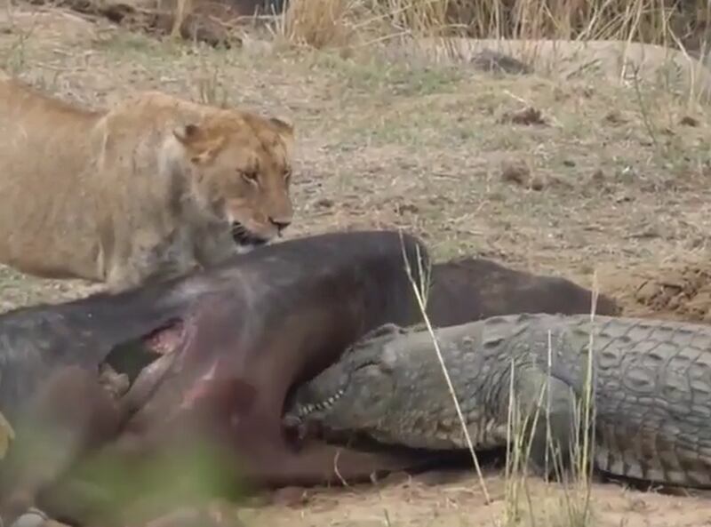 Vídeo registra enfrentamento entre leoas e crocodilo por presa
