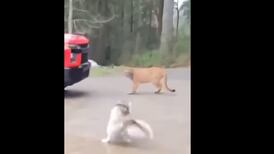 Vídeo impactante registra momento em que puma se prepara para atacar cachorro