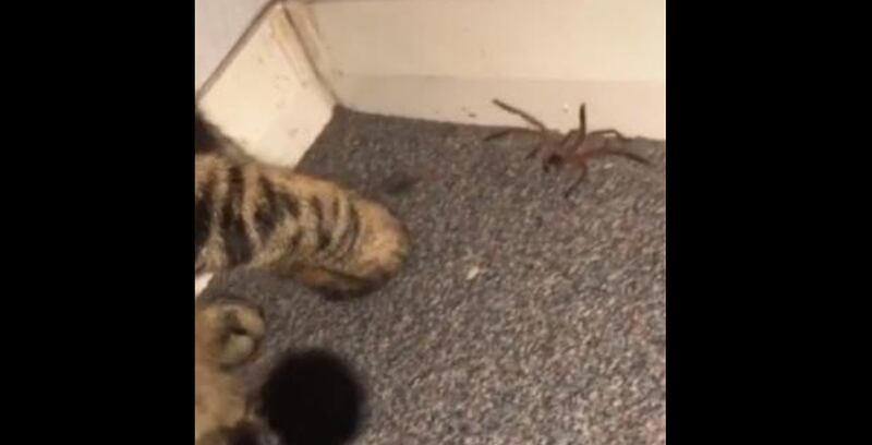 Jovem registra gato brincando com aranha, mas vídeo termina de forma desesperadora; assista