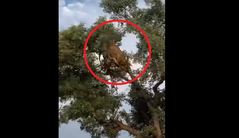 Vídeo flagra momento em que leopardo e leão despencam de árvore em batalha brutal por comida; assista